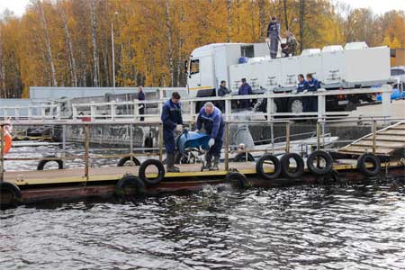 До конца ноября Смоленская АЭС выпустит в водохранилище более 30 тонн рыбы