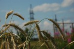 «Псковэнерго» обеспечило мощность строящемуся крупному зерносушильному комплексу в Палкино
