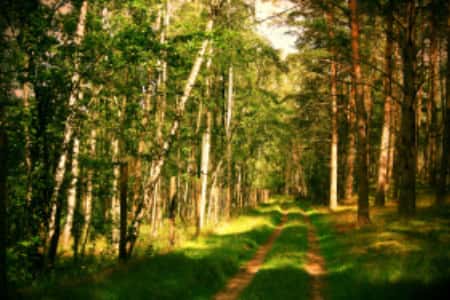 Минприроды опубликовало доклад о реализации в 2020 году Основ государственной политики в области использования, охраны, защиты и воспроизводства лесов в Российской Федерации