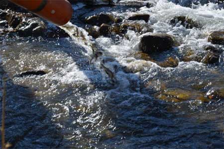 РусГидро выпустило в реки Кабардино-Балкарии более 300 тысяч мальков каспийского лосося