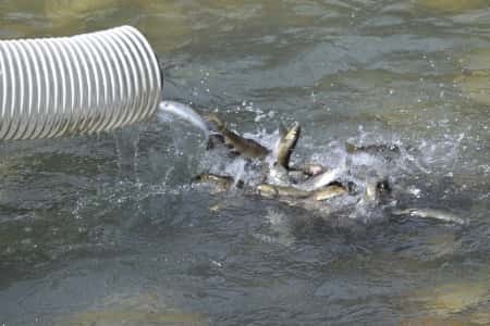 В реки Кабардино-Балкарии выпущено более 300 тысяч мальков каспийского лосося