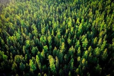 «Роснефть» за три года высадила более 18 млн деревьев