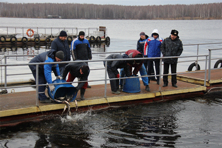 Смоленская АЭС: 6 тонн рыбы выпущено в Десногорское водохранилище