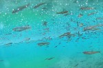 РусГидро выпустило в реке Кабардино-Балкарии более 800 тысяч мальков каспийского лосося