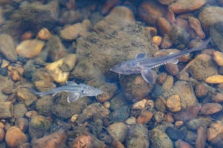 Предприятия «Роснефти» выпустили почти 22 млн молоди рыб в российские водоемы в 2024 году