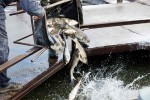«Кузбассразрезуголь» выпустил в Беловское водохранилище 3,3 тыс. рыб для очистки водоема