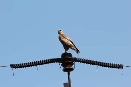 Более 5 тысяч птицезащитных устройств установили «Россети Юг» на линиях электропередачи в 2021 году