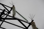 В Чувашии энергетики увеличат количество птицезащитных устройств на ЛЭП