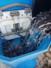 ​ООО «Транснефть – Балтика» выпустило 7,5 тыс мальков стерляди в Угличское водохранилище